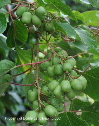 Kiwi Arboreatum fruit